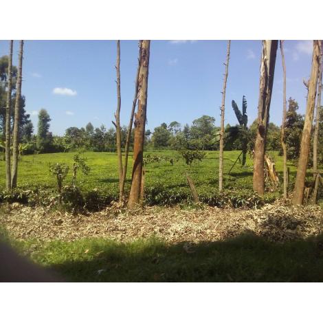 Bijeli čaj Srebrne iglice Kenija 50g