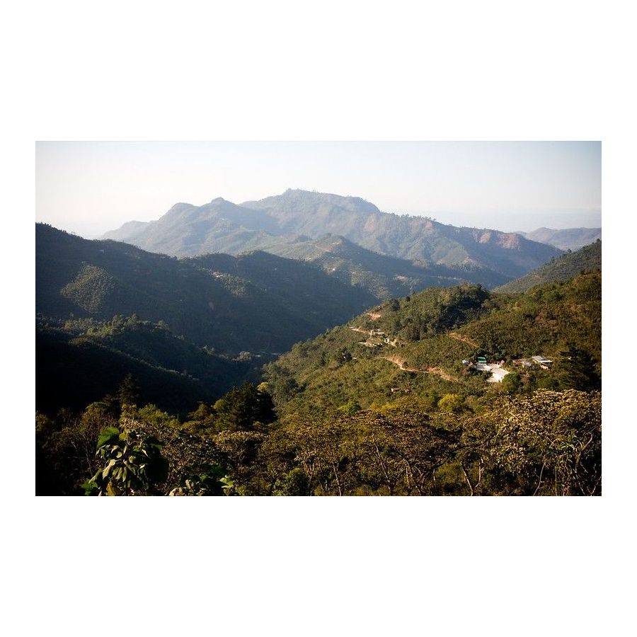 Guatemala Trés Maria, Arabica zrna kave