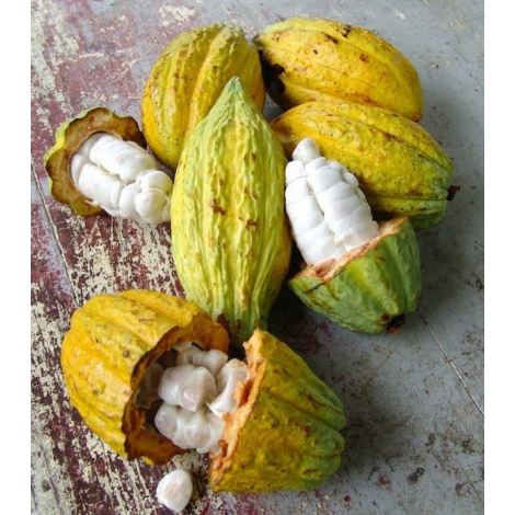 Čokoladna Bonboniéra Michel Cluizel "8 Cappuccino" - POPUST