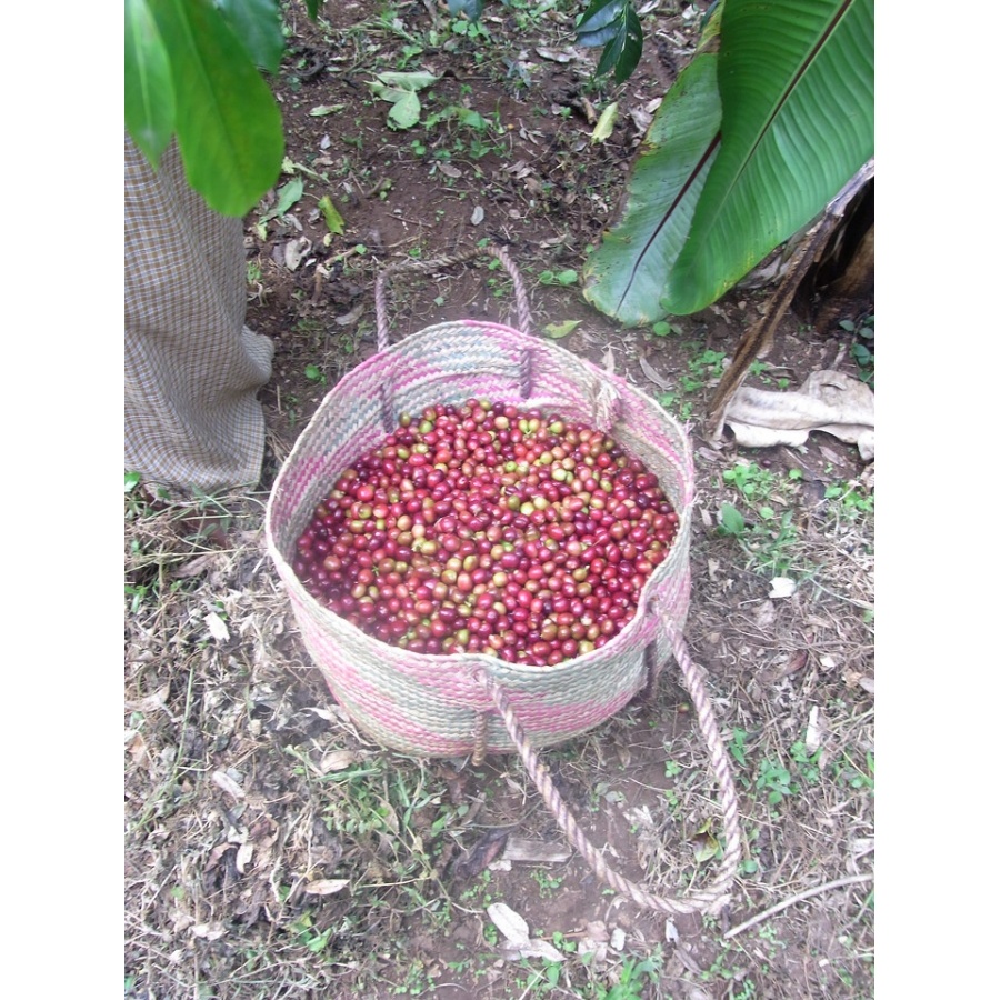 GourmetKava Specialty Ethiopia Chelbesa Natural 250 g