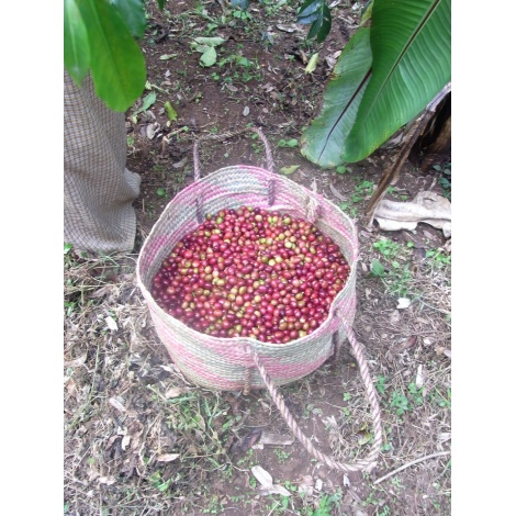 GourmetKava Specialty Ethiopia Chelbesa Natural 250 g