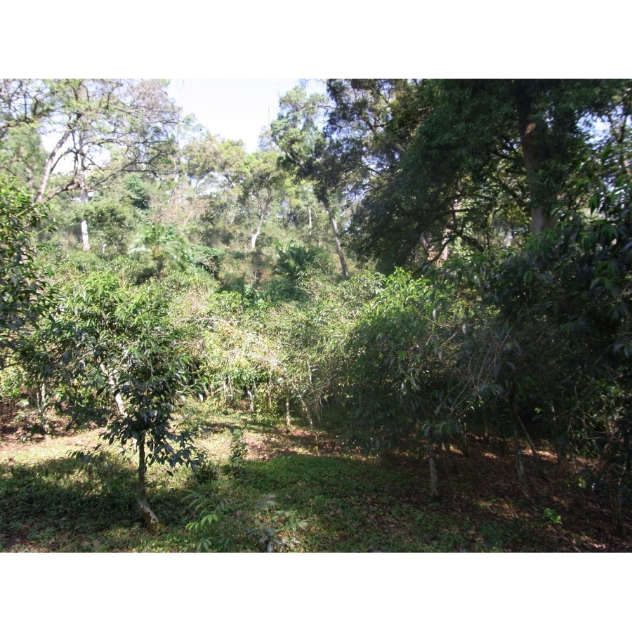 GourmetKava Specialty Ethiopia Chelbesa Natural 250 g