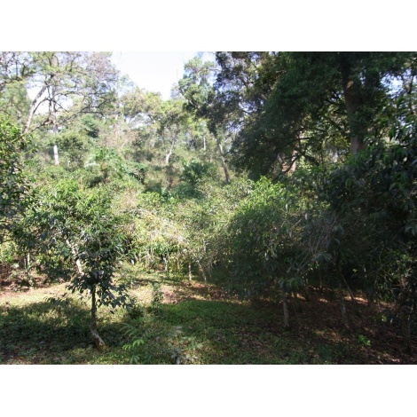 GourmetKava Specialty Ethiopia Chelbesa Natural 250 g