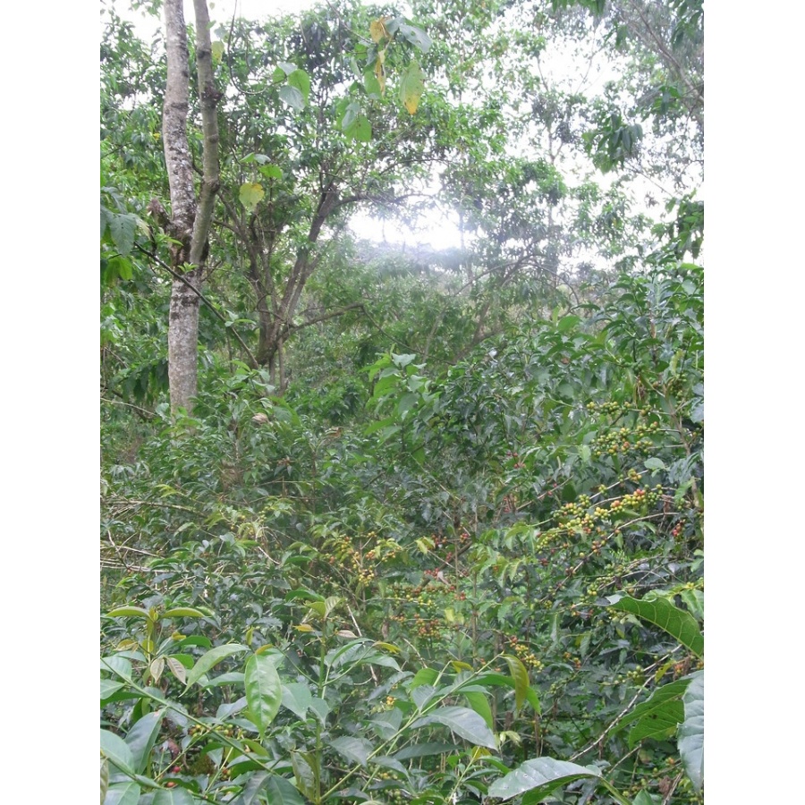 GourmetKáva Specialty - Etiopie Chelbesa Natural 250g