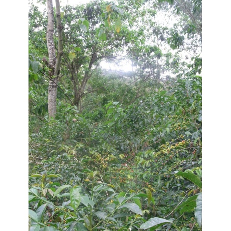 GourmetKava Specialty Ethiopia Chelbesa Natural 250 g