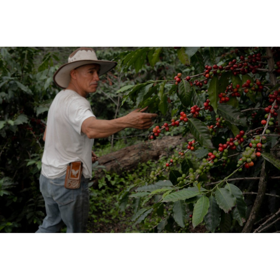 GourmetKava Specialty Mexico SV Kitos 250 g