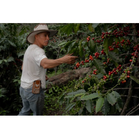 GourmetKava Specialty Mexico SV Kitos 250 g