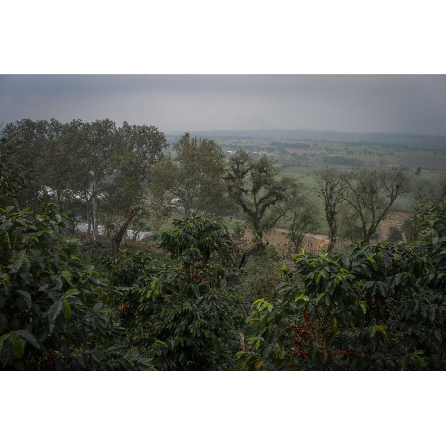 GourmetKáva Specialty - Mexico SV Kitos 250g