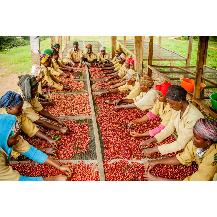 GourmetKava Specialty Rwanda Ngororero 250 g