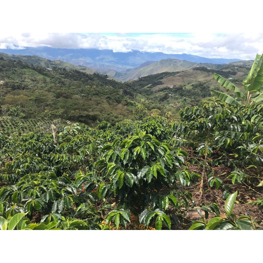 GourmetKava Specialty Euphoria Espresso 250 g