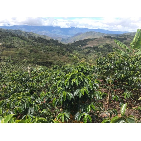 GourmetKava Specialty Euphoria Espresso 250 g