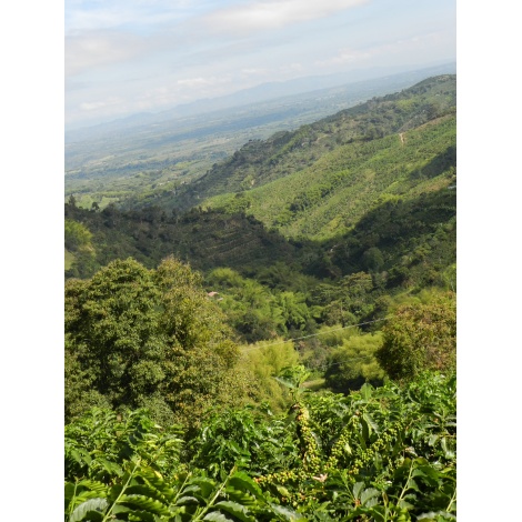 Gourmet kava Specialty - Columbia Tumbaga bez kofeina bez kofeina 250g