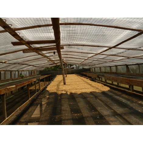 Gourmet kava Specialty - Columbia Tumbaga bez kofeina bez kofeina 250g