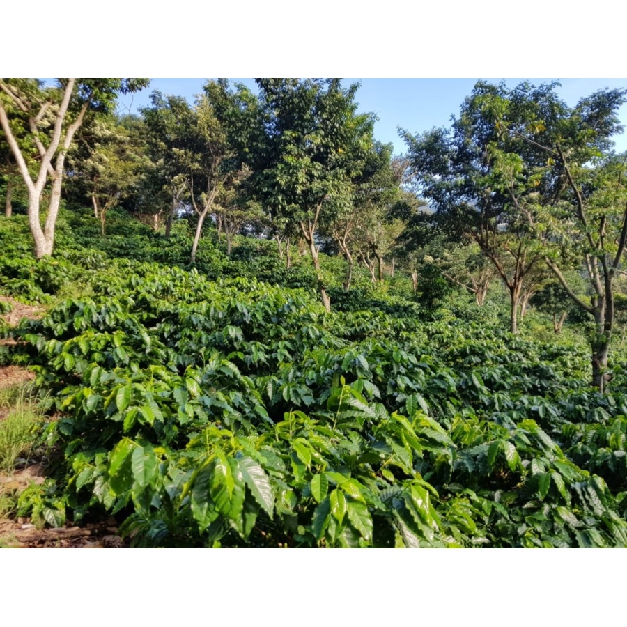 GourmetKava Specialty El Salvador V. Hermosa Anaerobic 250 g