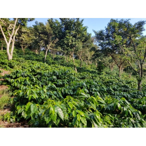 GourmetKáva Specialty - Salvador V. Hermosa Anaerobic 250g