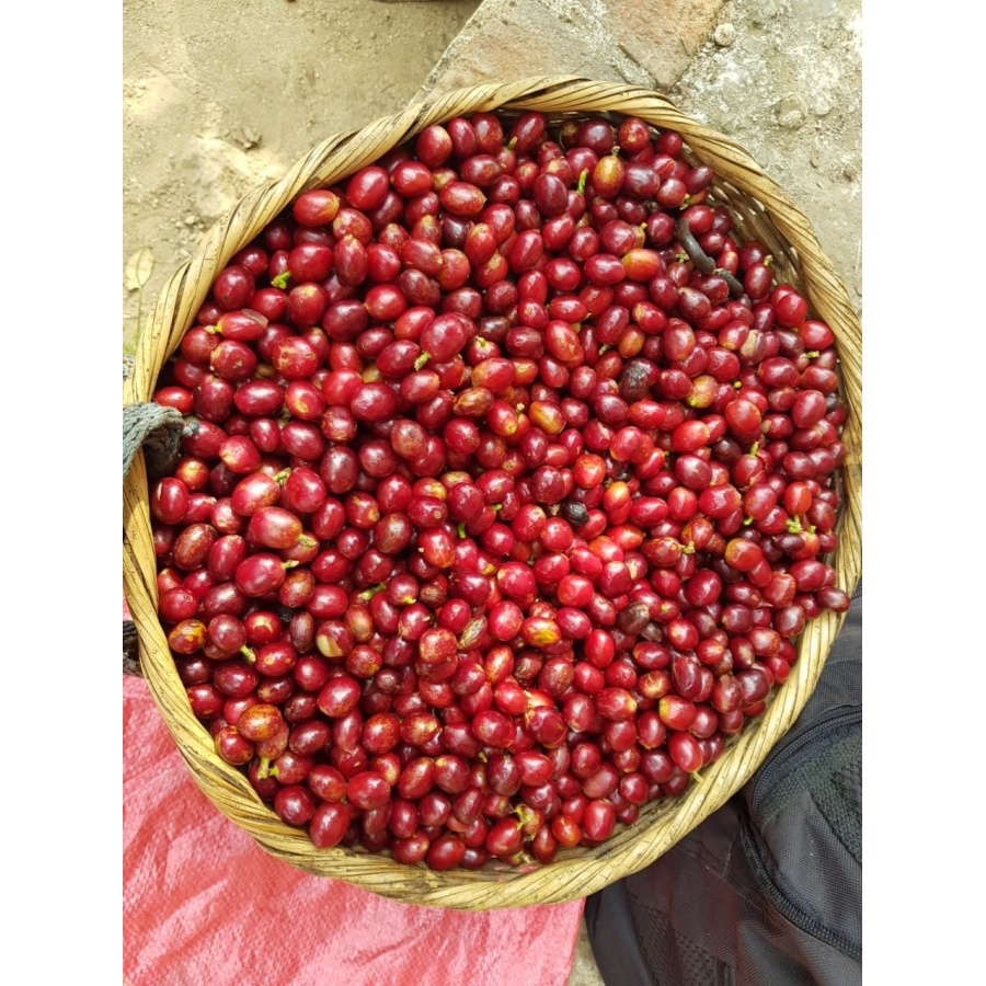 GourmetKava Specialty El Salvador V. Hermosa Anaerobic 250 g