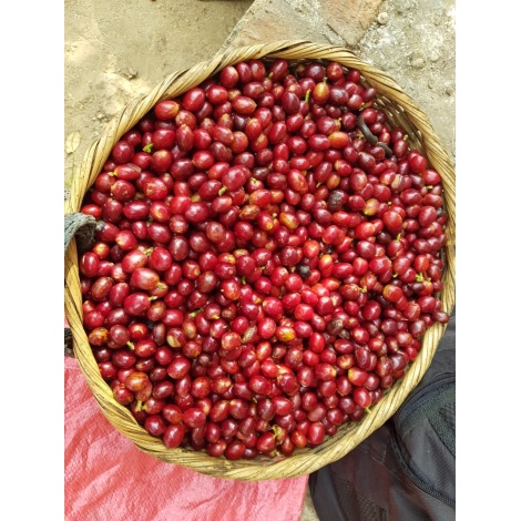 GourmetKava Specialty El Salvador V. Hermosa Anaerobic 250 g