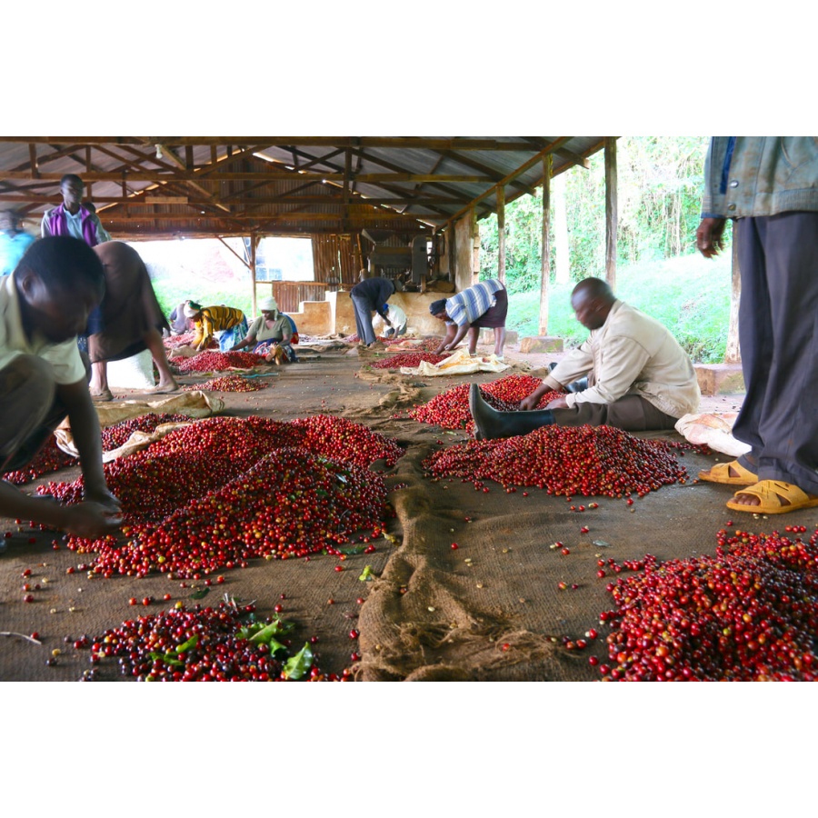 Gurmanska kava Specialty Kenya Wamuguma PB 250g