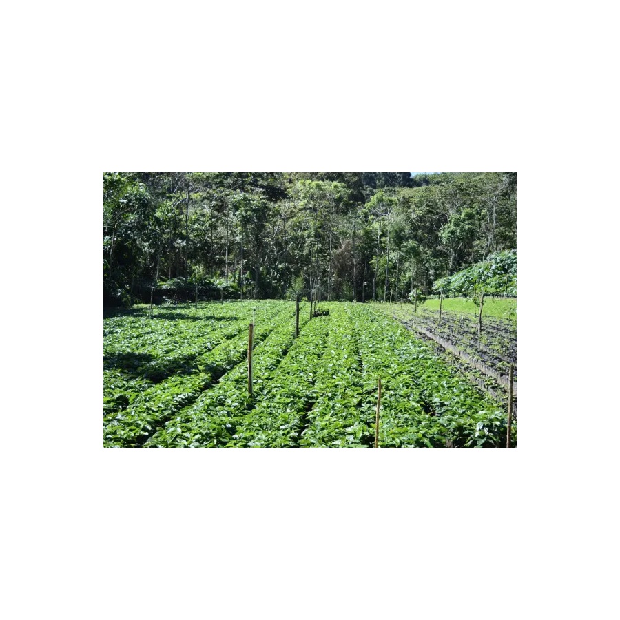 Beansmiths Nicaragua - Finca Aurora, 250g