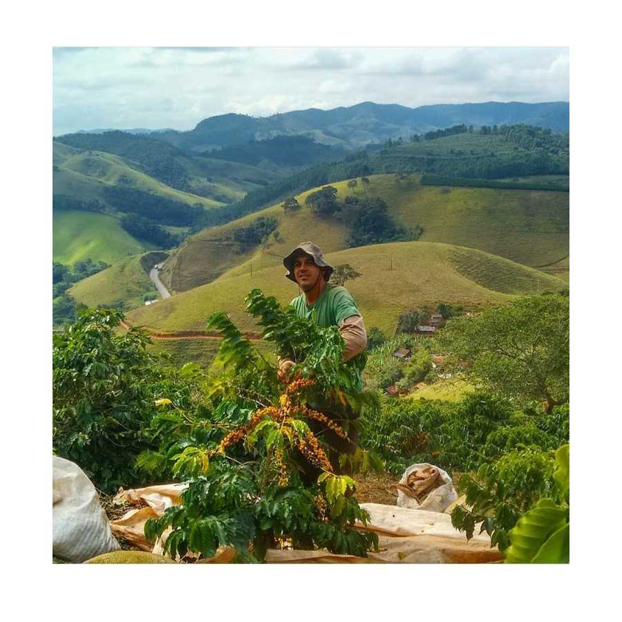 Gourmet kava Specialty - Brasil Honorio 250g