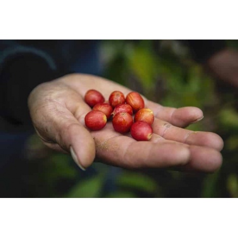 Gourmet kava Specialty - Peru T. Sachez 250g