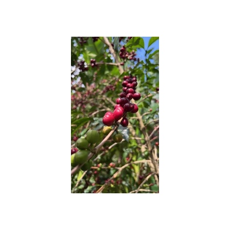 Gourmet Specialty kava Ethiopia Uraga 250g