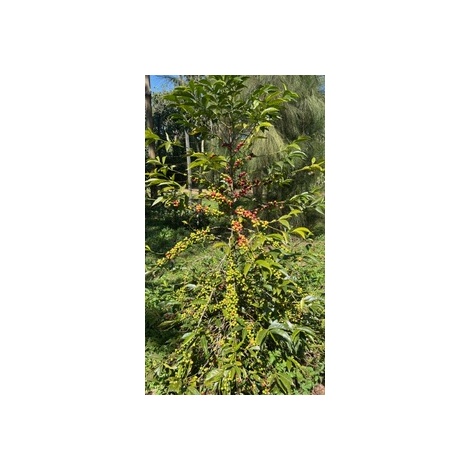 Gourmet Specialty kava Ethiopia Uraga 250g