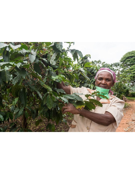 Gurmanska kava - Kenya Nyeri 250g