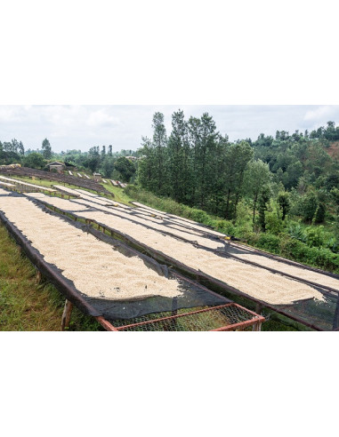 Gurmanska kava - Kenya Nyeri 250g