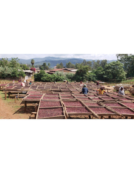 Gurmanska specijalna kava Etiopija Dambi Natural 250g