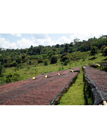 Gurmanska specijalna kava Etiopija Dambi Natural 250g