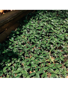 Nordbeans Rodolfina - Filtr 250g 2