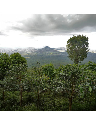 Nordbeans Rodolfo - ESP 250g