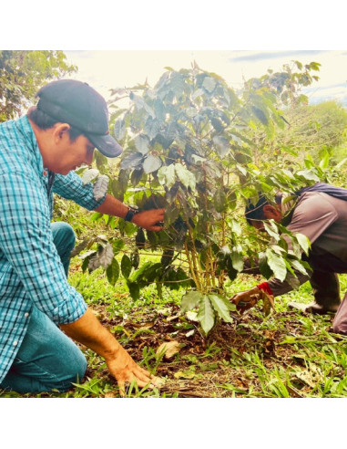 Peru Huancaruna BIO, Arabica kava u zrnu