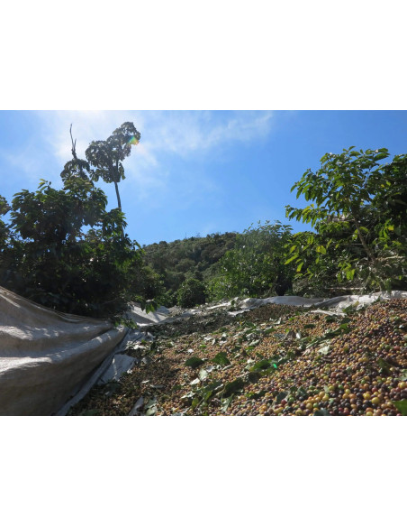 Gurmanska kava Specialty Brasil Vermelha ESP 250g