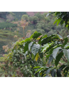 Gurmanska kava Specialty Colombia La Cabana 250g 2