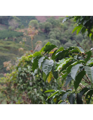 Gurmanska kava Specialty Colombia La Cabana 250g