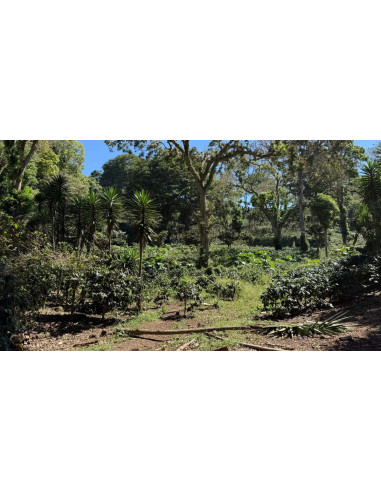 Beansmiths Nikaragva Los Papales 250g