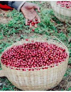 Father's Coffee Mother's blend ESP 250g 2