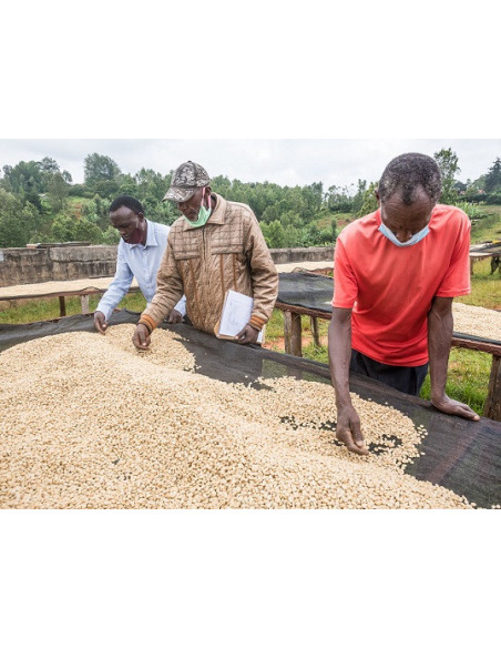 Gurmanska kava - Kenya Nyeri 250g