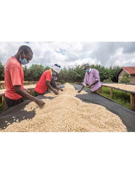 Gurmanska kava - Kenya Nyeri 250g