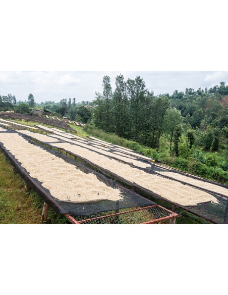Gurmanska kava - Kenya Nyeri 250g