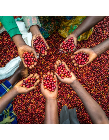 Nordbeans Funky Filter Uganda 250 g kave u zrnu