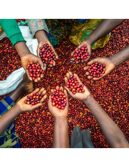 Nordbeans Funky Filter Uganda 250 g kave u zrnu