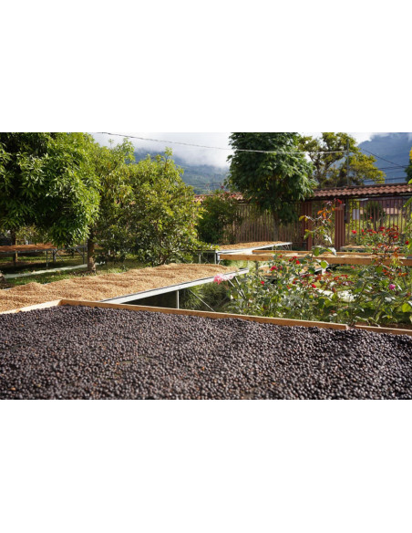 Med Nordbeans Costa Rica Vara Blanca 250g