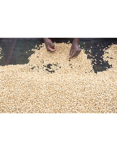 GourmetKáva Specialty - Kenya Ngiriambu 250g