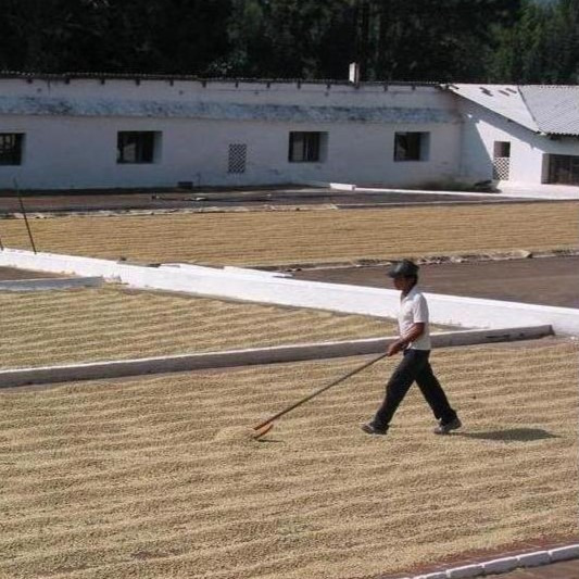 Metode obrade kave, priča o zrnu kave