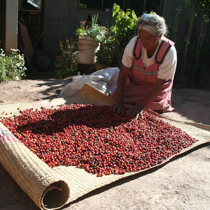Fair trade kava