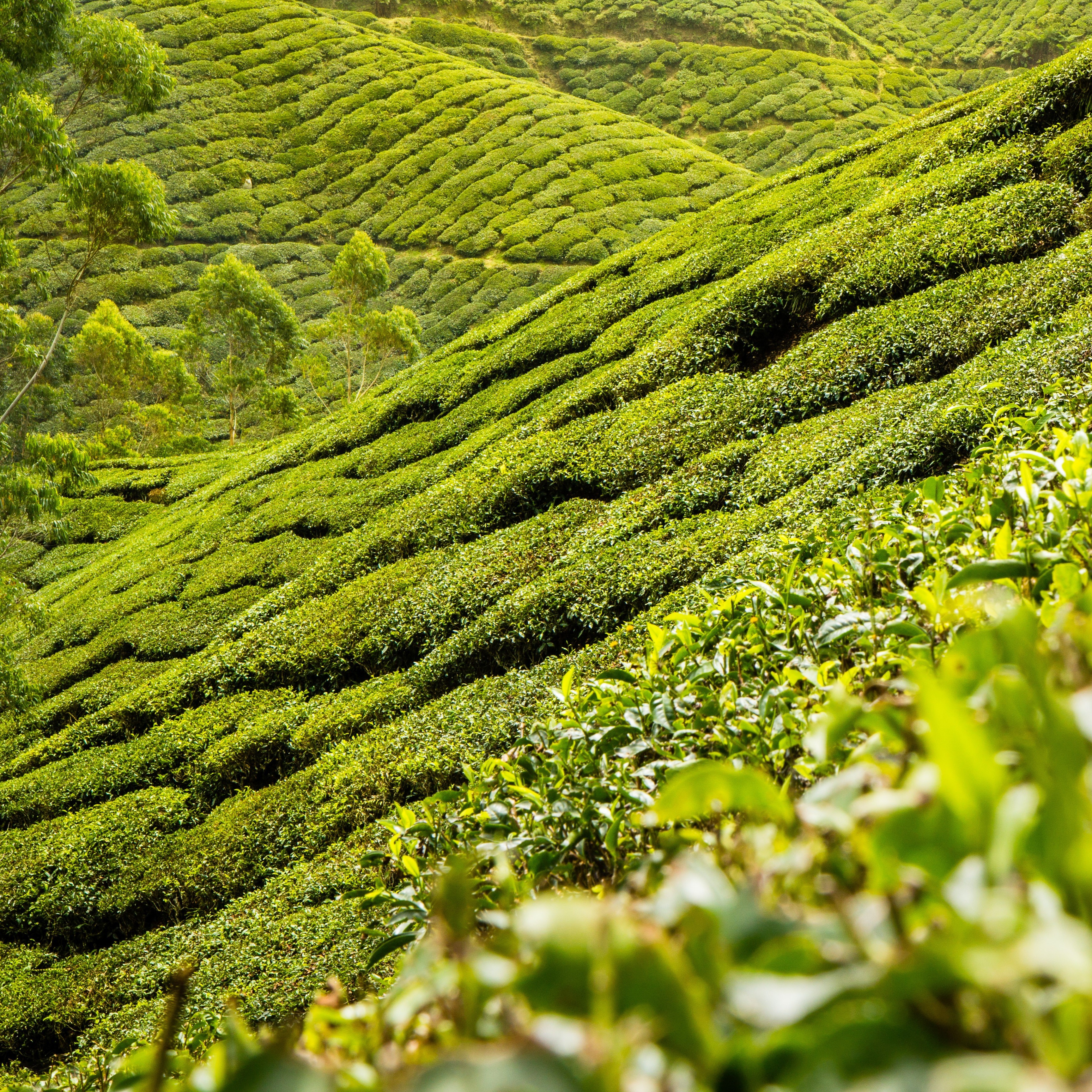 Kako odabrati zeleni čaj